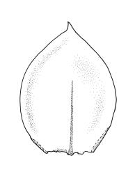 Pseudoscleropodium purum, stem leaf. Drawn from A.J. Fife 9663, CHR 477633.
 Image: R.C. Wagstaff © Landcare Research 2019 CC BY 3.0 NZ